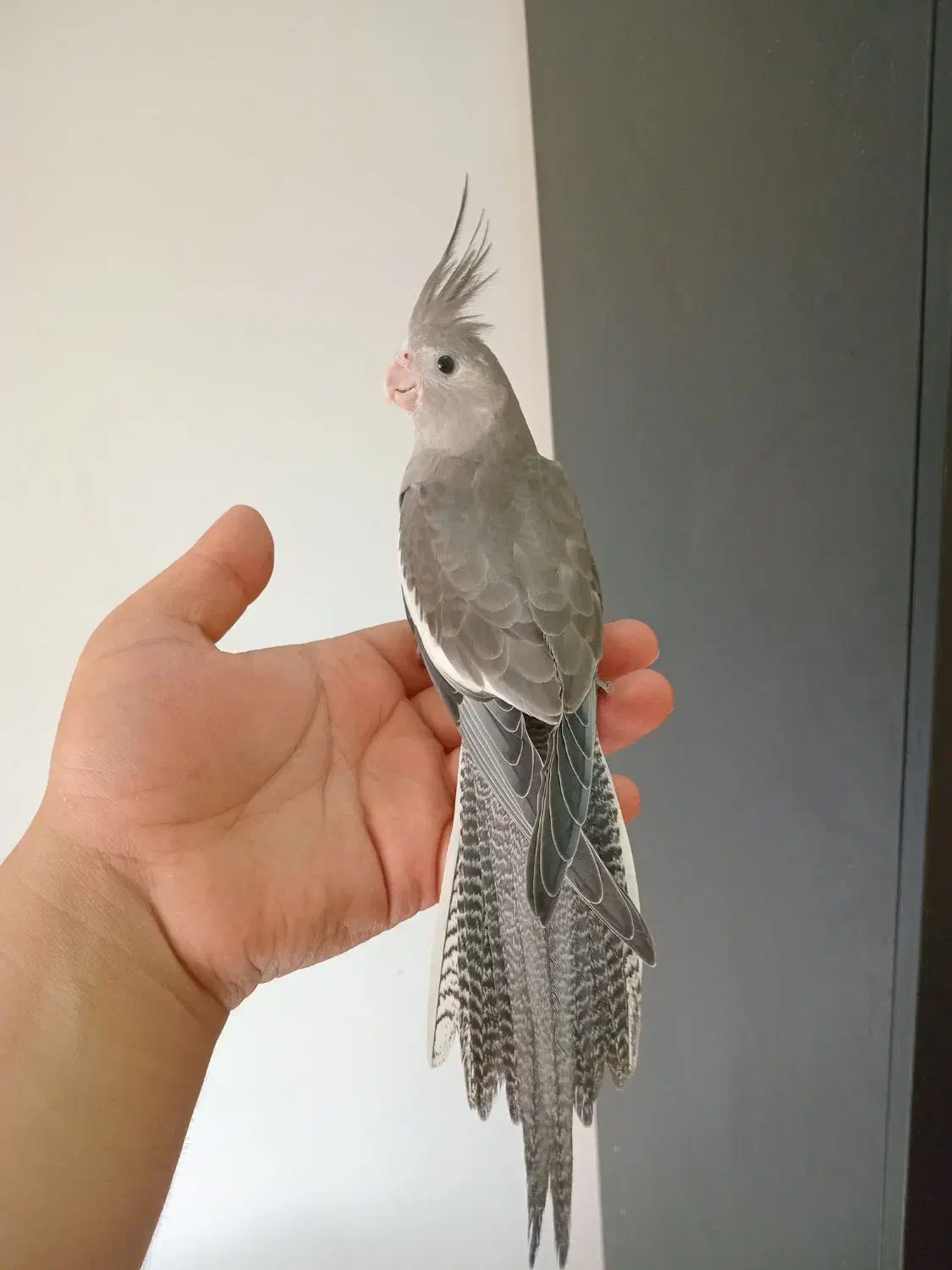 عروس هلندی دون خور فول دستی|پرنده|گنبد کاووس, |دیوار