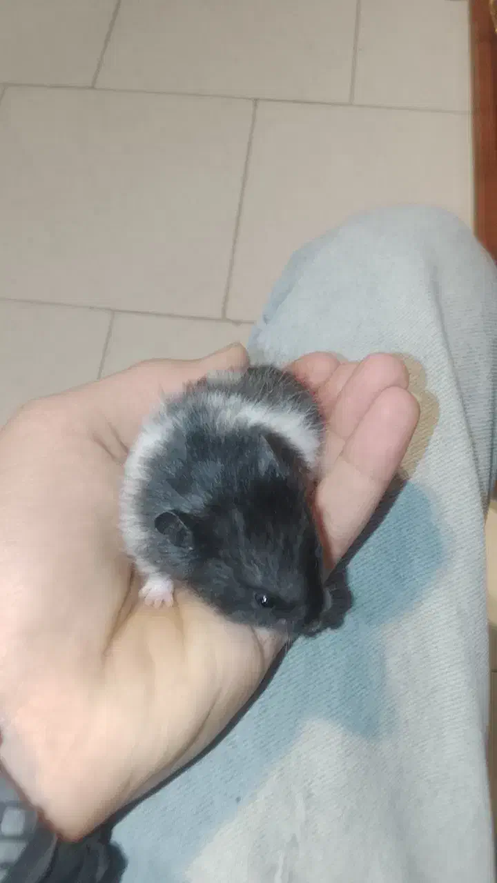 همستر|موش و خرگوش|شهرکرد, |دیوار