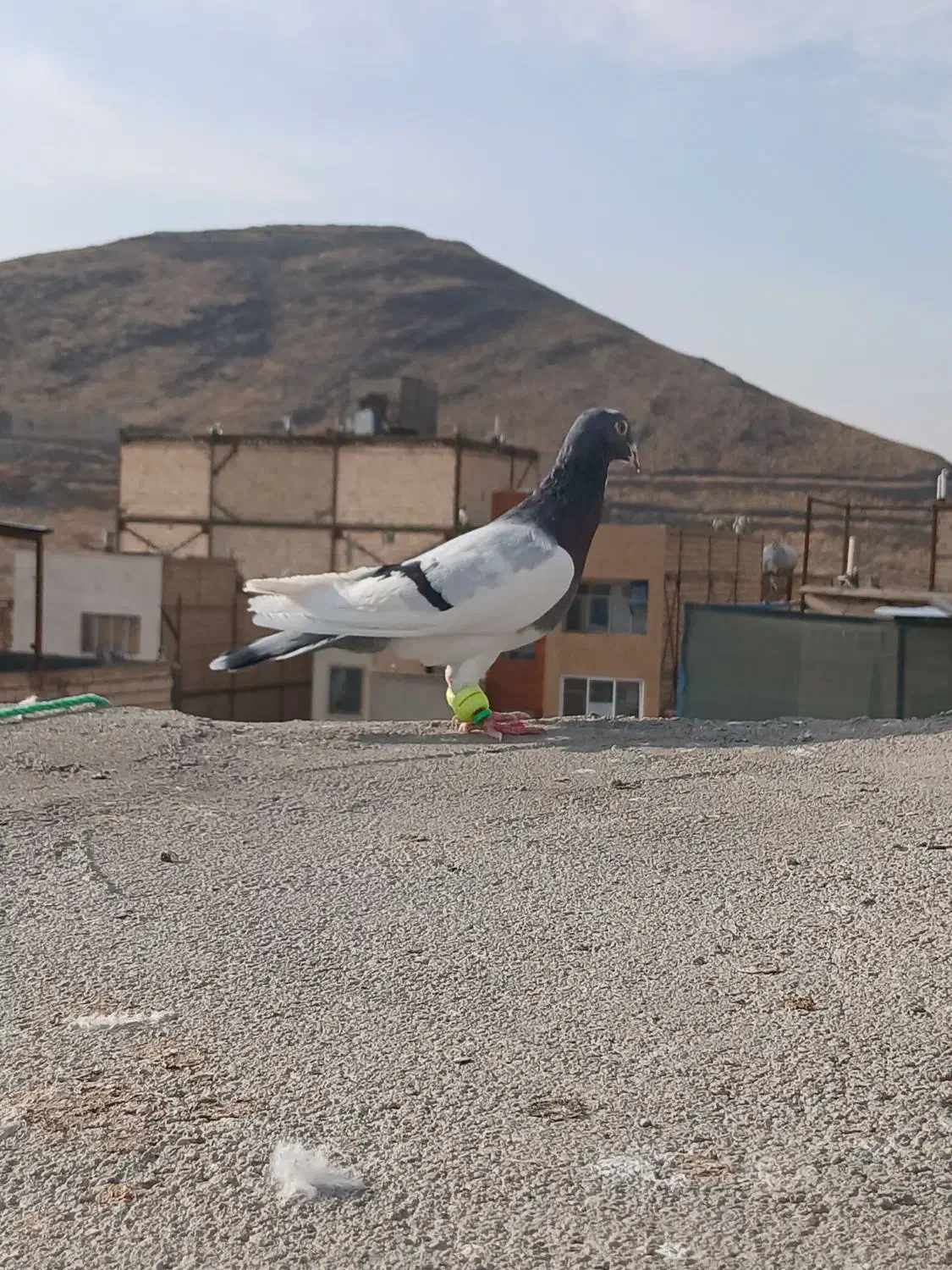 یهودی سبز|پرنده|شاندیز, |دیوار