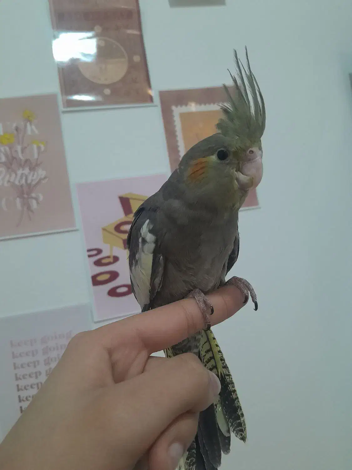 عروس هلندی ماده۲ماهه|پرنده|شهریار, شهرک مصطفی خمینی|دیوار