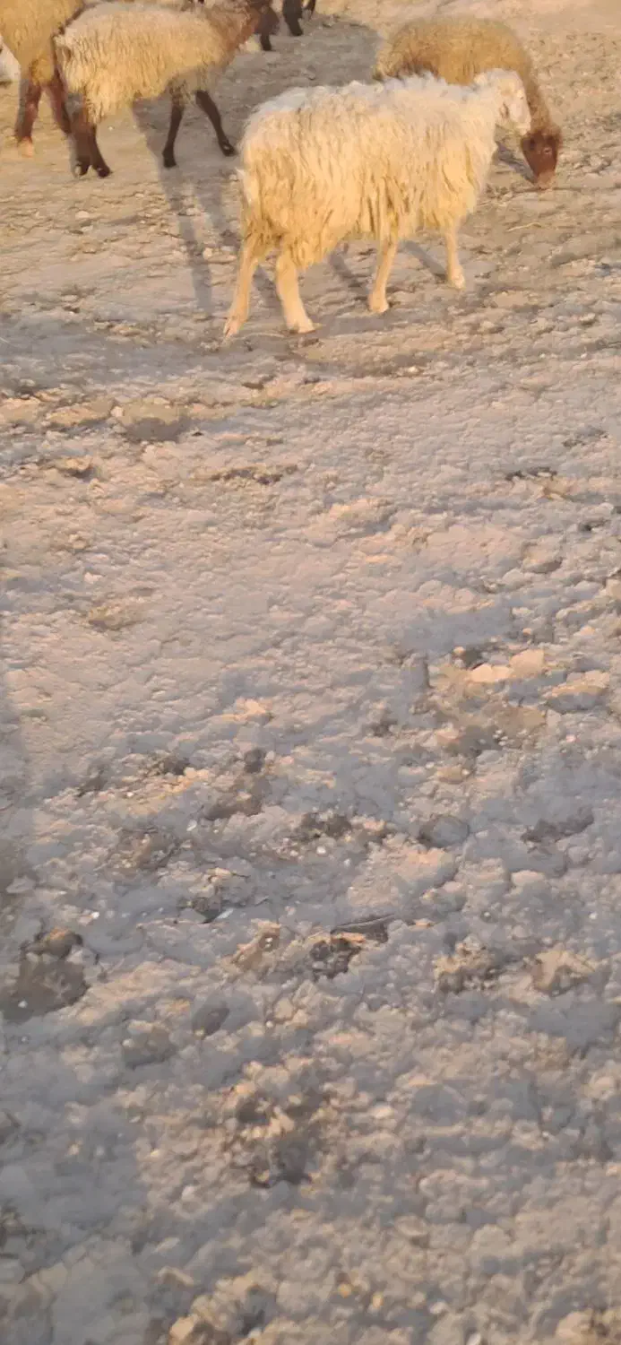 یه عدد میش|حیوانات مزرعه|خورموج, |دیوار