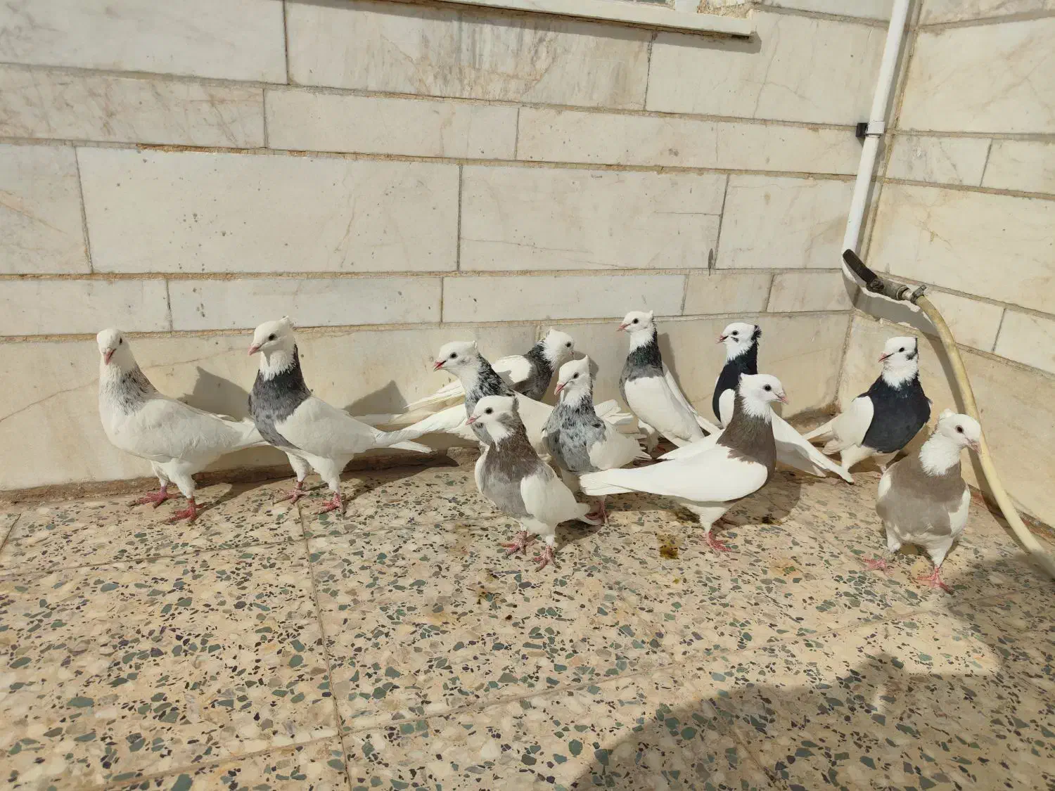 طوقی سرور|پرنده|مروست, |دیوار