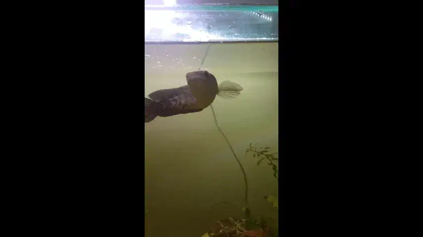 ماهی چانا سر ماری|ماهی|مشهد, ابوذر|دیوار