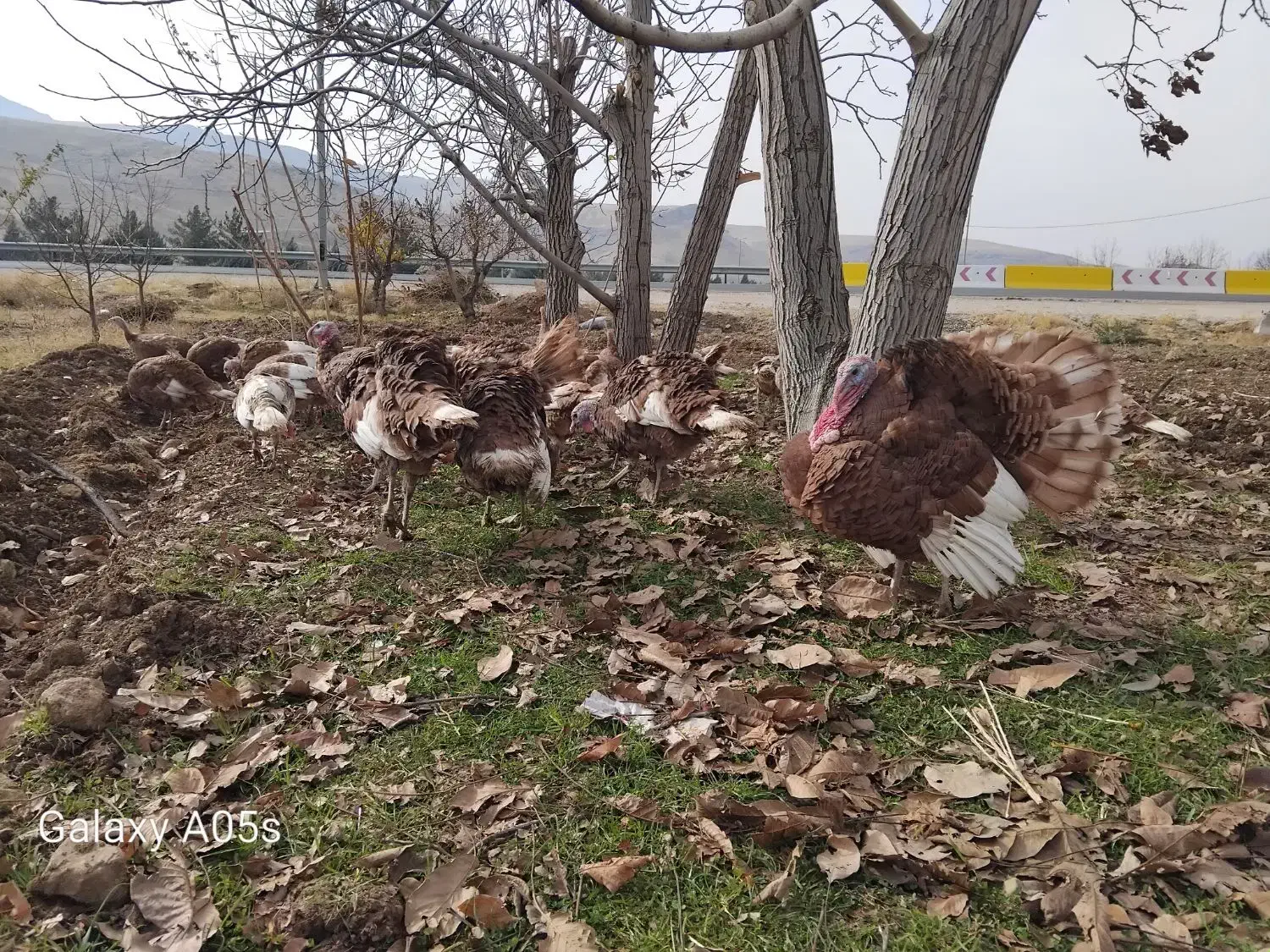 بوقلمون محلی درجه یک *|حیوانات مزرعه|صحنه, |دیوار