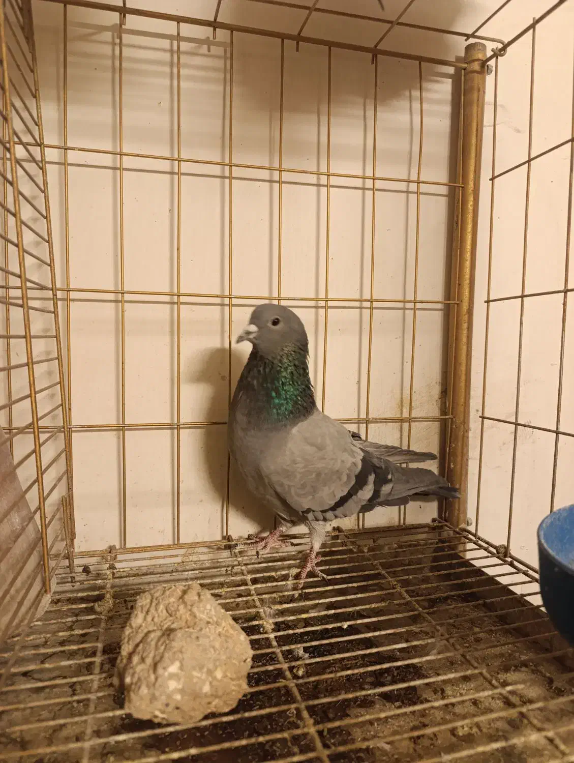 دمگیر فیروزه و دستگردی|پرنده|اصفهان, جاوان|دیوار