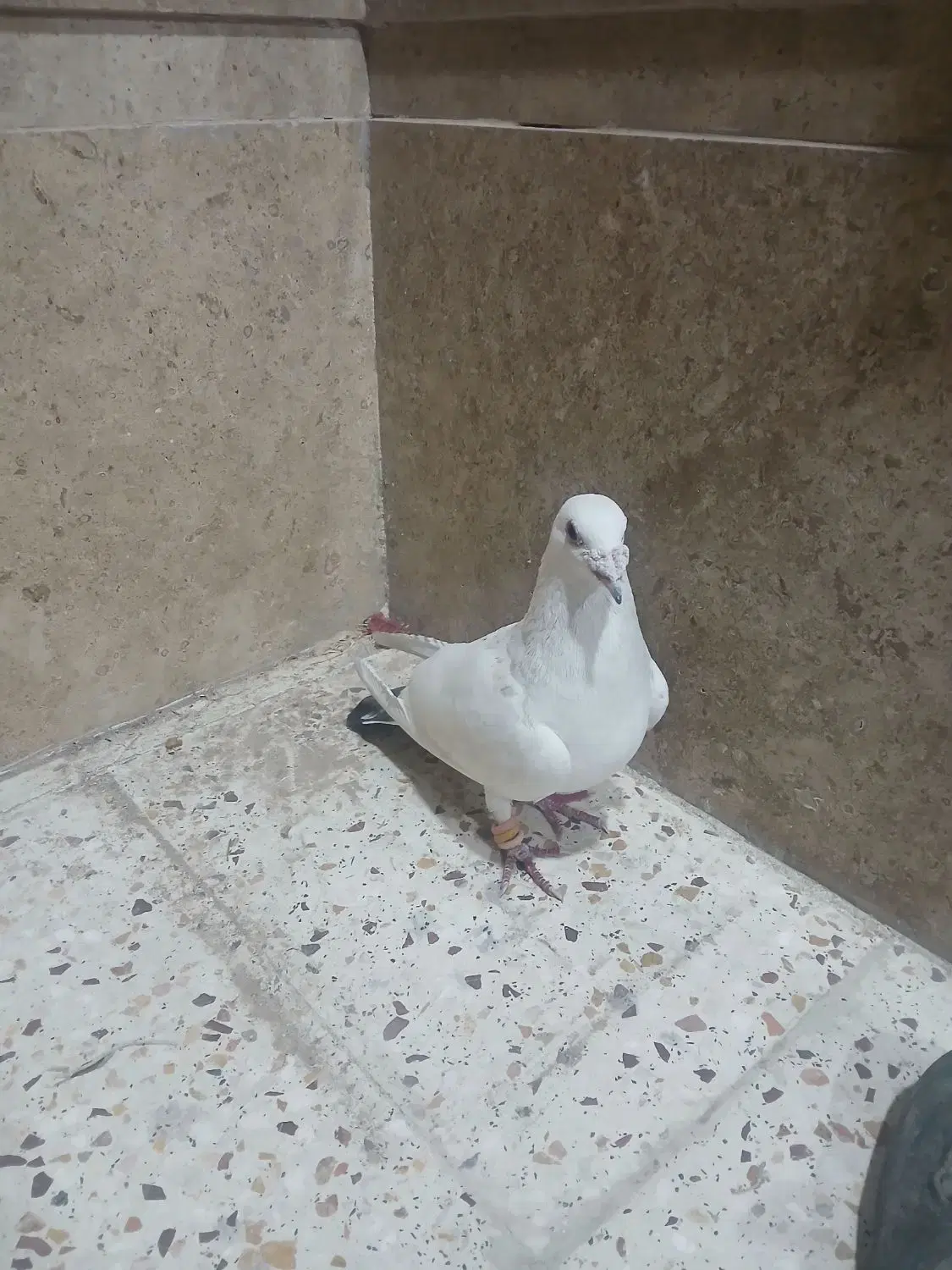پرنده|پرنده|شیراز, حجت آباد|دیوار