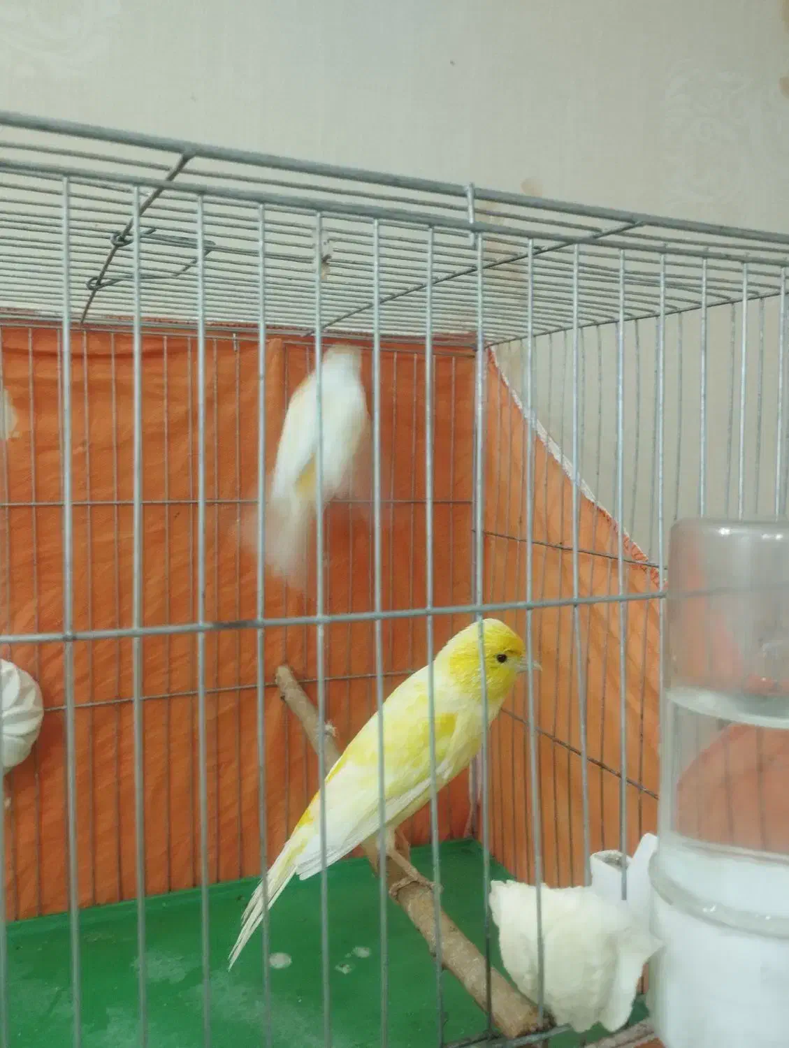 قناری|پرنده|محمدشهر, شهرک پیام (مهرالبرز)|دیوار