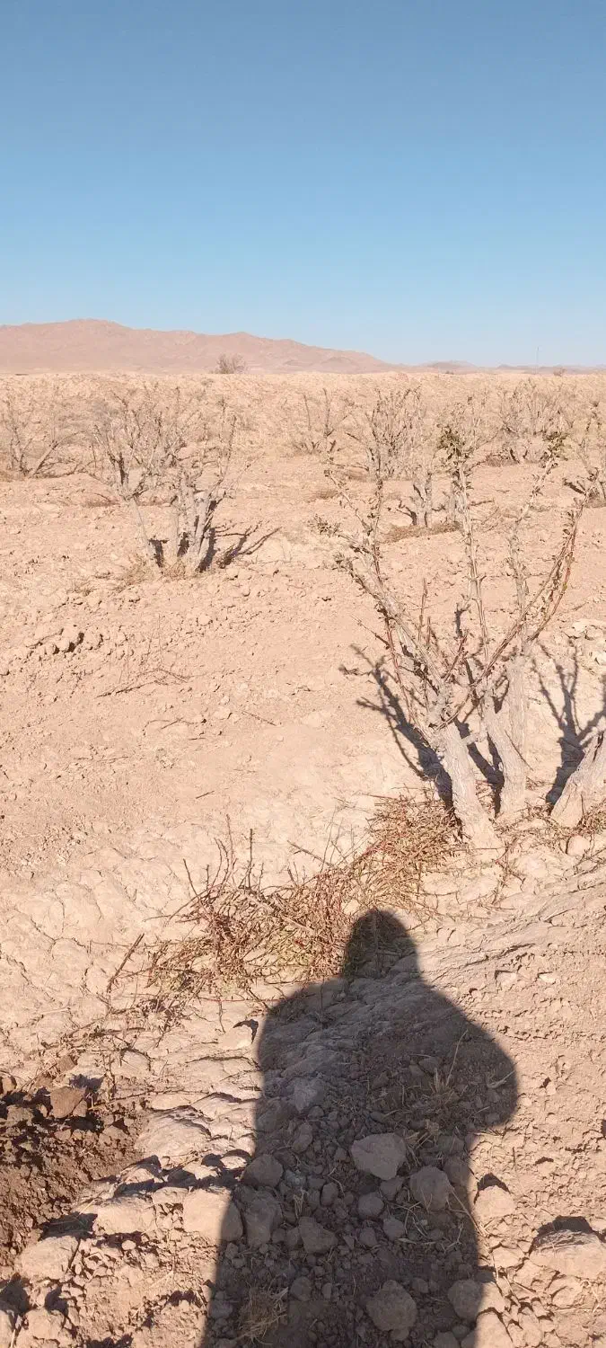 اصلاح درخت زرشک|خدمات باغبانی و درختکاری|قائن, |دیوار