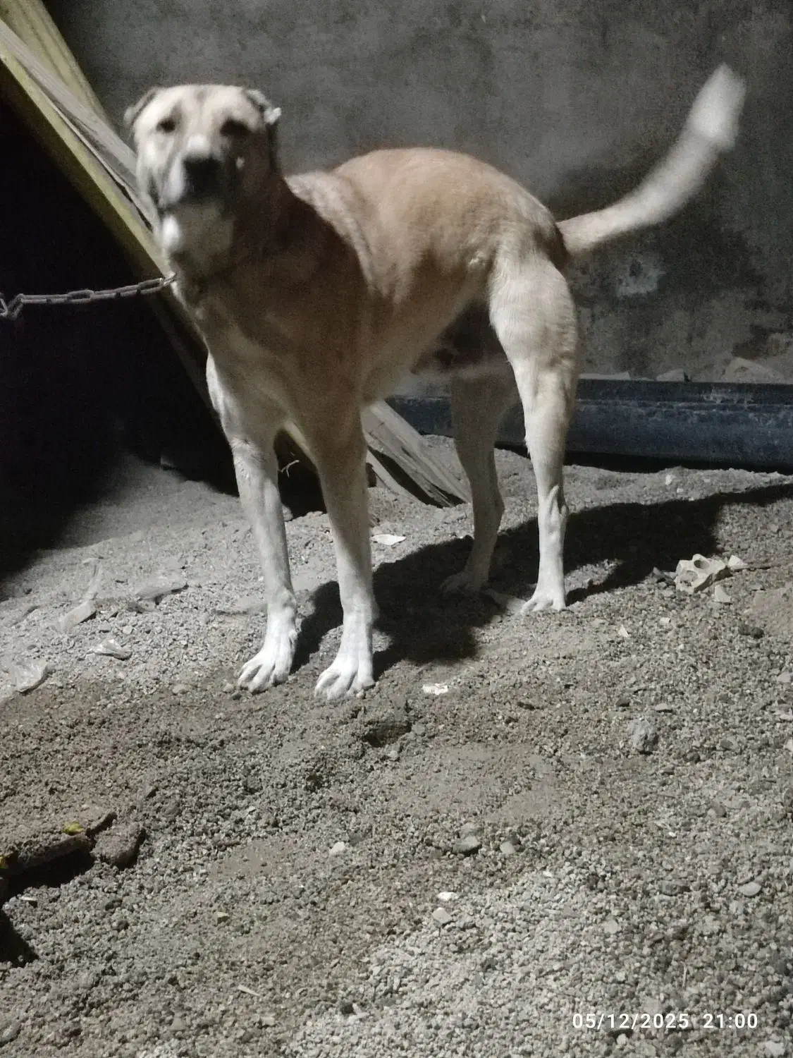 سگ نگهبان|سگ|دورود, |دیوار