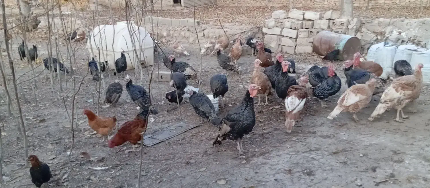 بوقلمون محلی ارگانیک|حیوانات مزرعه|شیروان (خراسان), |دیوار