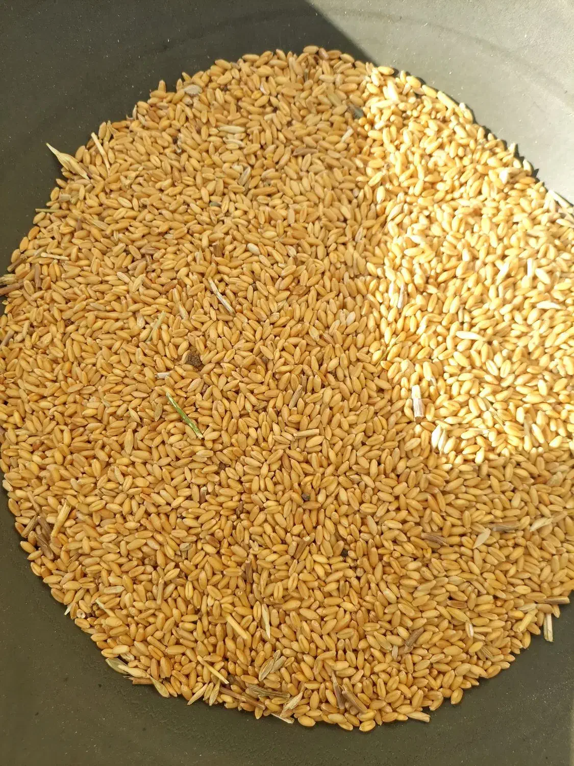 ( گندم )|خوردنی و آشامیدنی|اردبیل, |دیوار