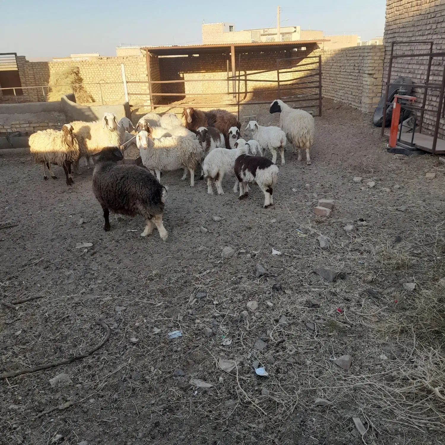 میش داشتی|حیوانات مزرعه|سده (خراسان جنوبی), |دیوار