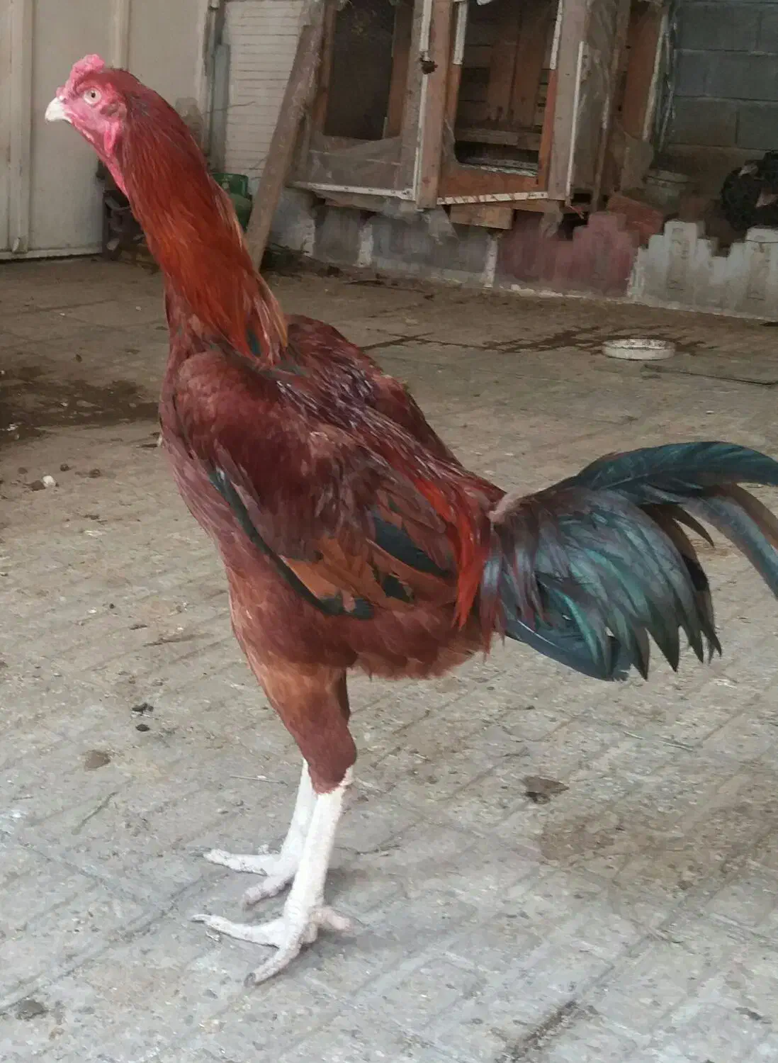 تعدادی مرغ وخروس وجوجه لاری نجات افغان|حیوانات مزرعه|قائمشهر, |دیوار