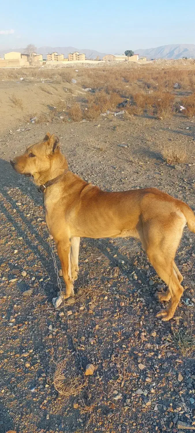 حیوانات|سگ|کرج, کمال‌شهر|دیوار