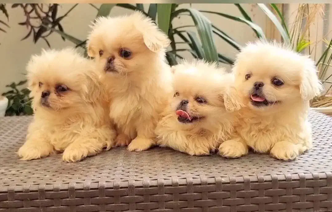 پکینیز امپریال سفید سایز ریز|سگ|رشت, لاکانی|دیوار