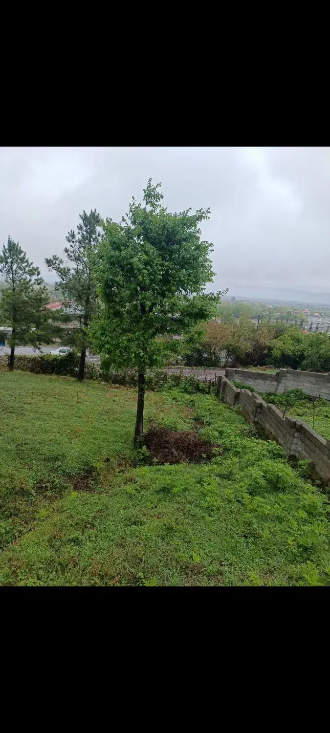 ۲۴۰ متری کوهپایه ای بر جاده رودبارسرا به اولم|فروش زمین و ملک کلنگی|رضوانشهر, |دیوار