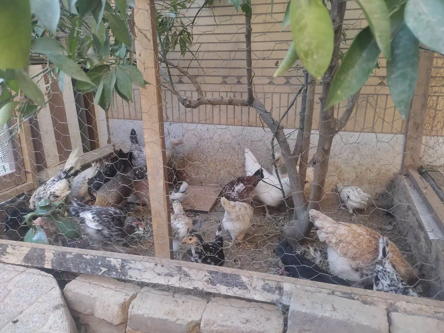 گلین (مرغ و خروس لری عشایری)|حیوانات مزرعه|فولادشهر, C4|دیوار