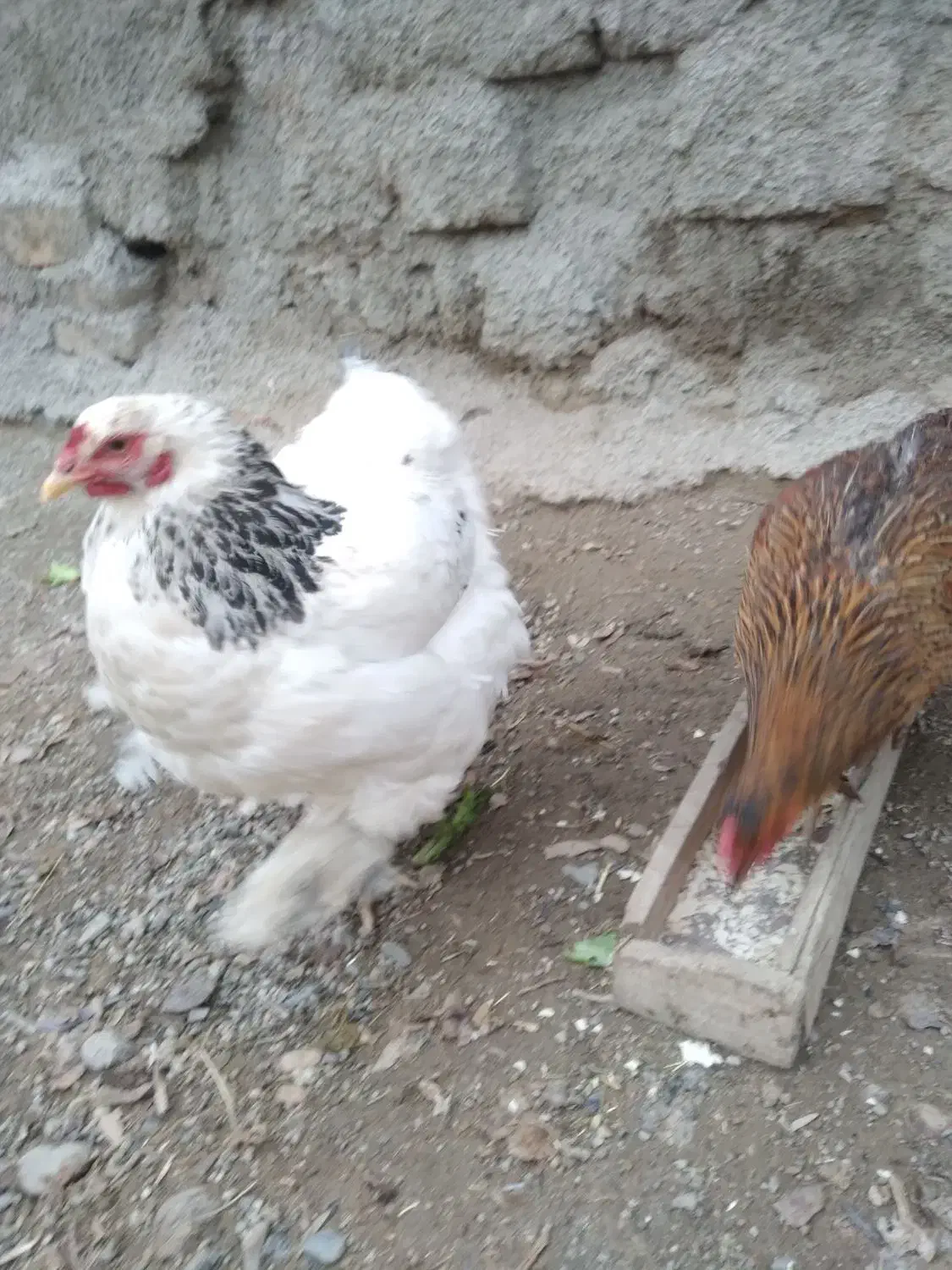 مرغ کرچ شده براهما|حیوانات مزرعه|نوشین شهر, |دیوار