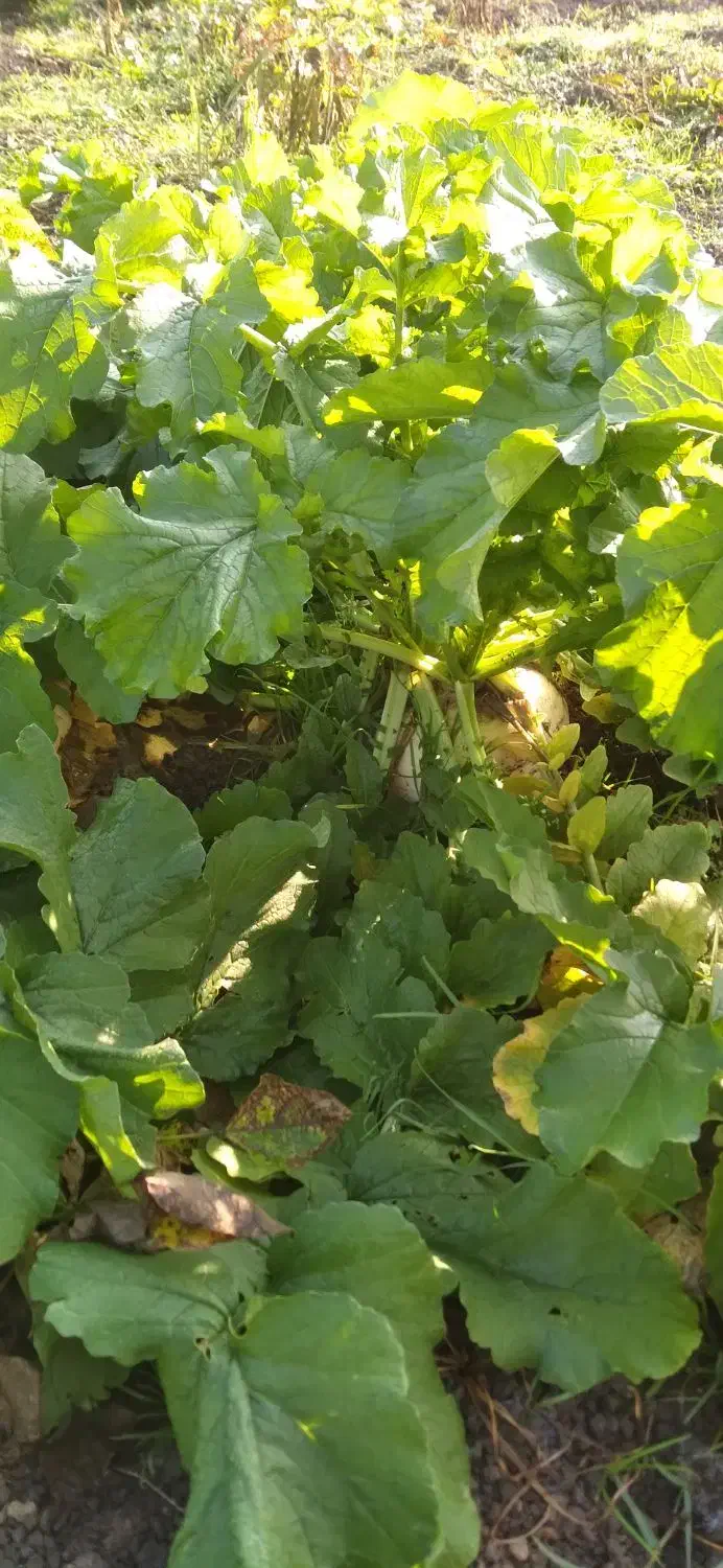 حراج|حراج|تالش, هشتپر|دیوار