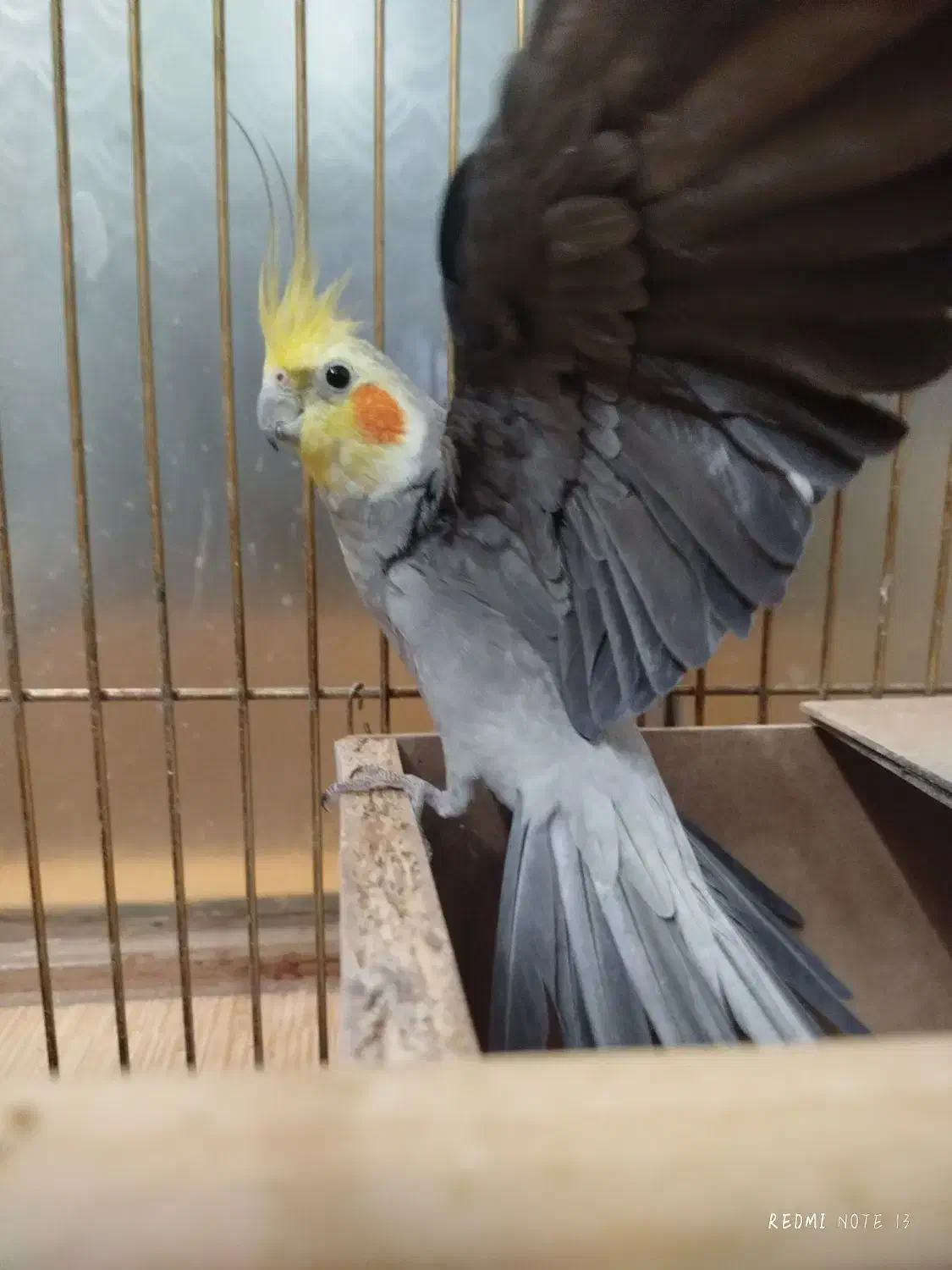 نر و ماده جوجه داده|پرنده|مشهد, انقلاب|دیوار