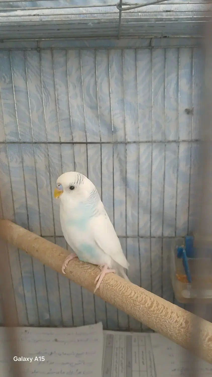 مرغ عشق|پرنده|رشت, کوی مهر|دیوار