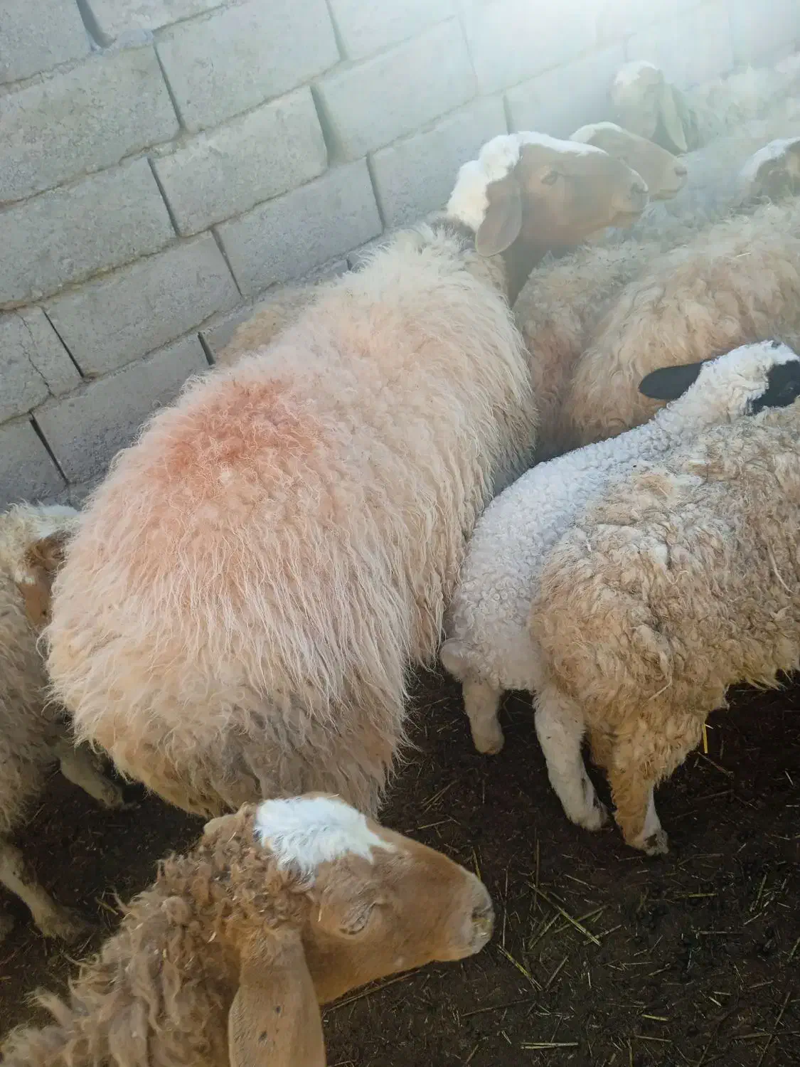 قوچ فروشی|حیوانات مزرعه|سده (خراسان جنوبی), |دیوار