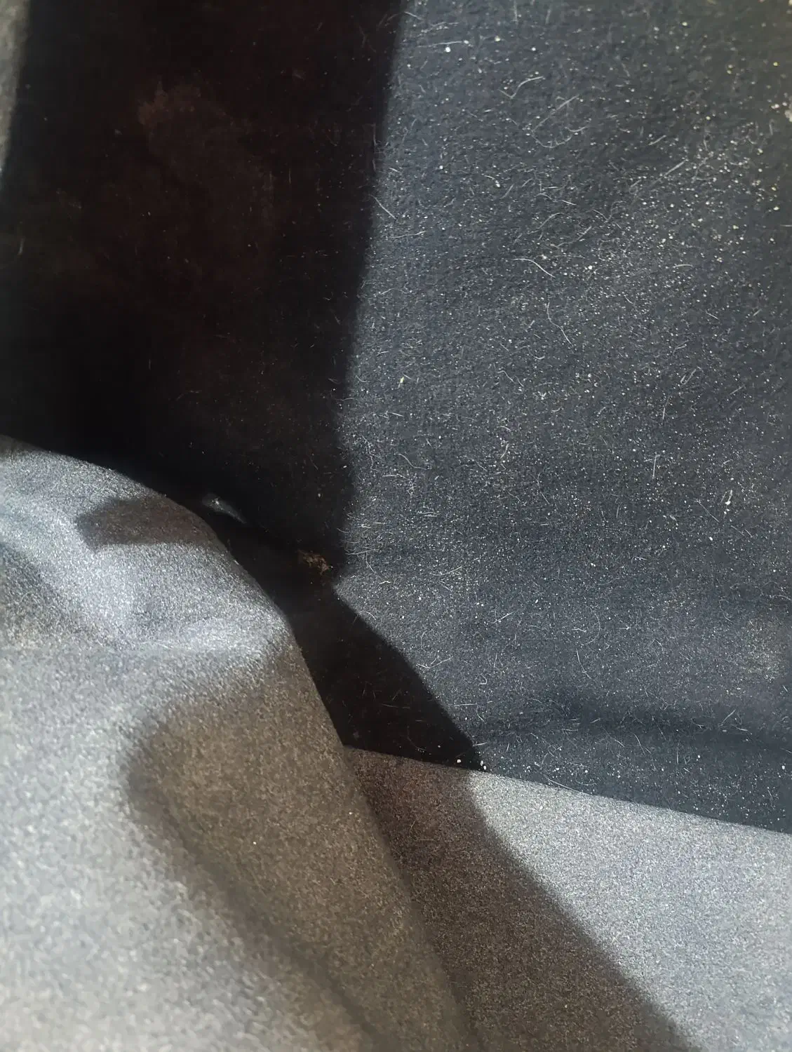 موکت|موکت|اهواز, پردیس|دیوار