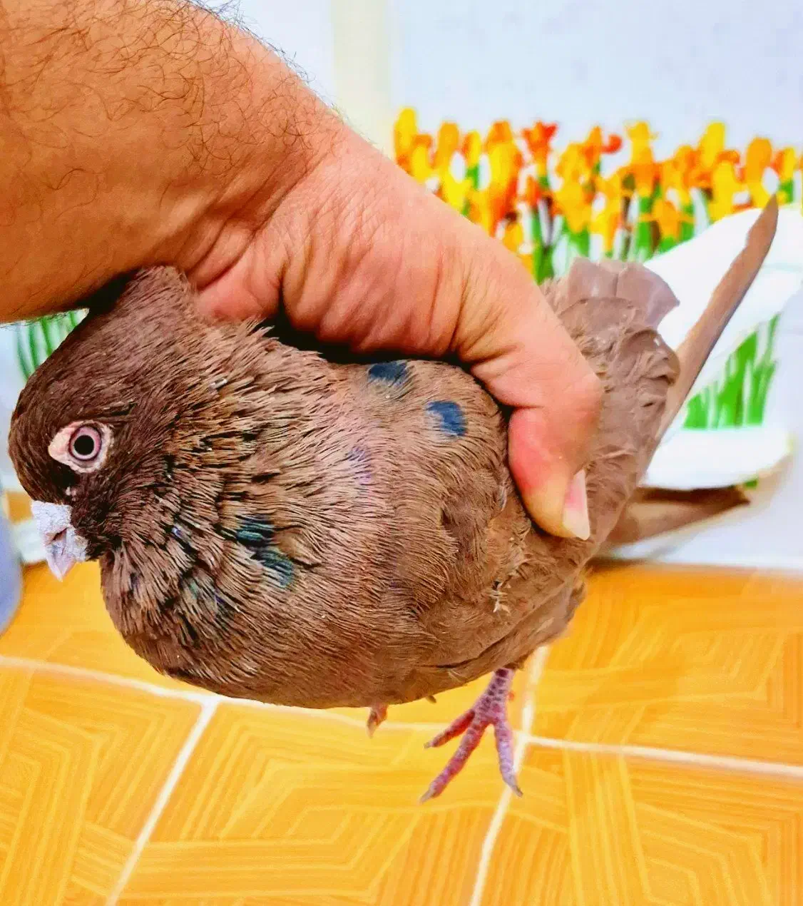 کبوتر رنگی سینه ای  کله سیاه افشون دم سفید طوقی|پرنده|اصفهان, احمدآباد|دیوار
