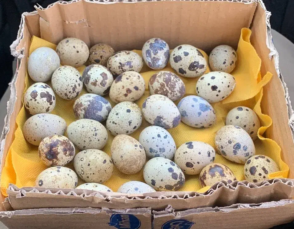 تخم بلدرچین نطفه دار درشت|حیوانات مزرعه|گرگان, |دیوار