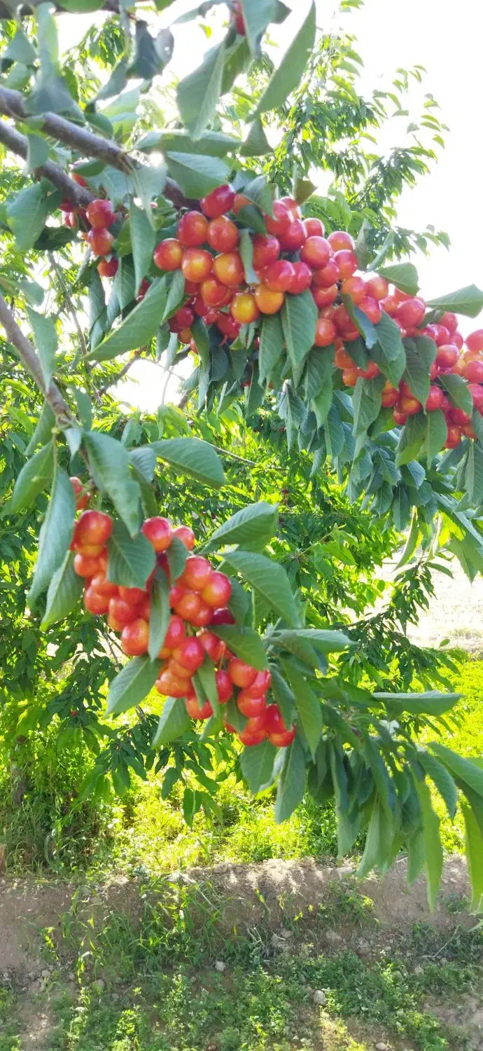 550متر باغ درختان بادام و گردو در پل زمان خان|فروش زمین و ملک کلنگی|شاهین‌شهر, مخابرات (شهید بهشتی)|دیوار