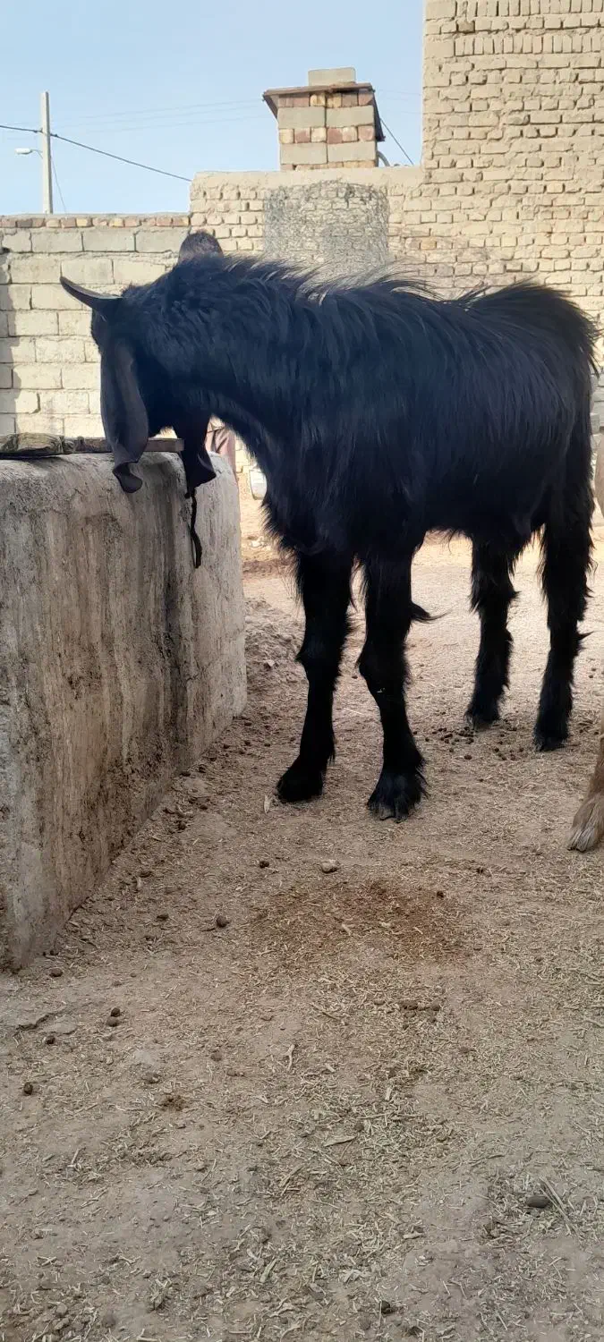 فروش گوسفند.بز .کعره وبره|حیوانات مزرعه|زهک, |دیوار