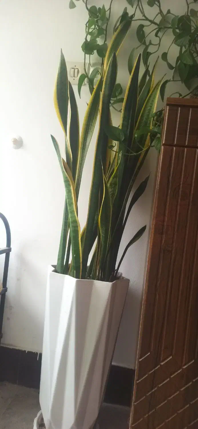 گل سانسوریا|گل و گیاه طبیعی|دورود, |دیوار