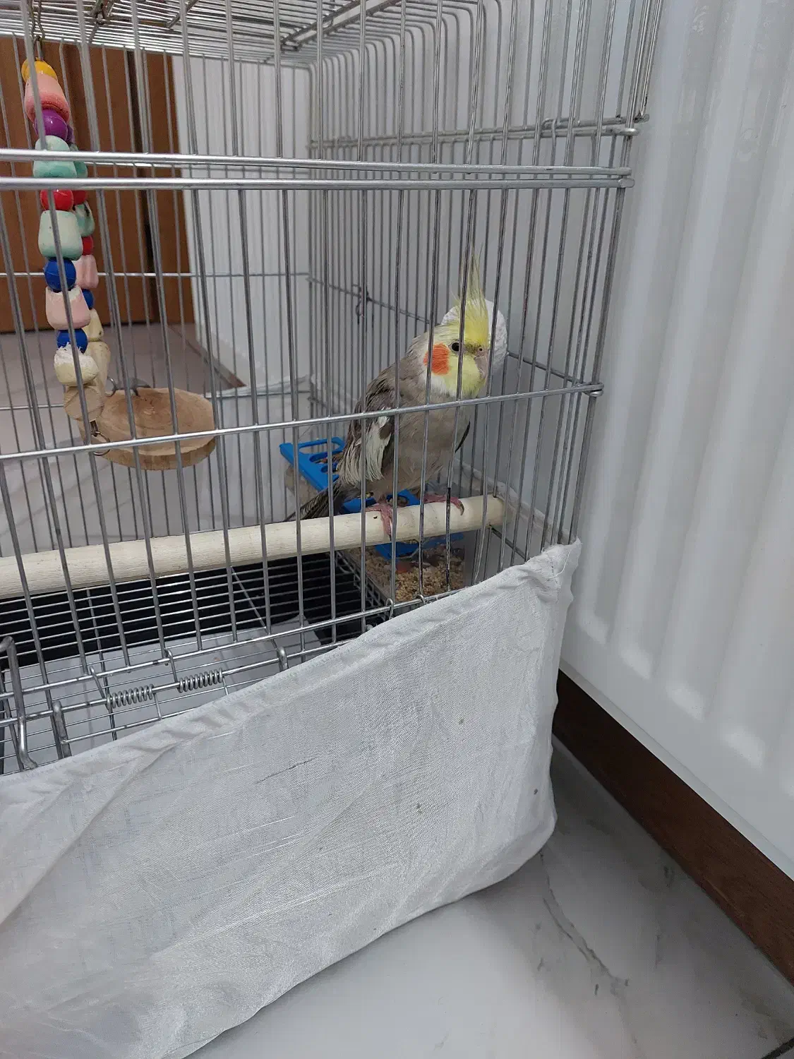 عروس هلندی|پرنده|اصفهان, باغ کاران|دیوار