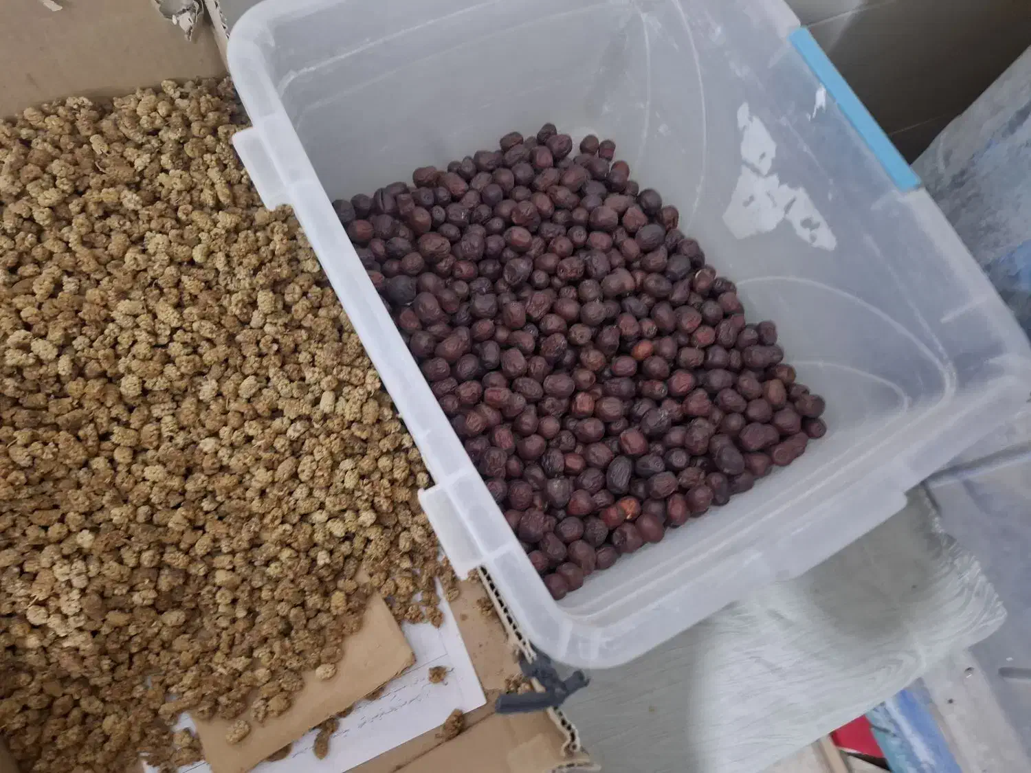 کشمش سیب انار گردو بادام و...|خوردنی و آشامیدنی|یزد, |دیوار