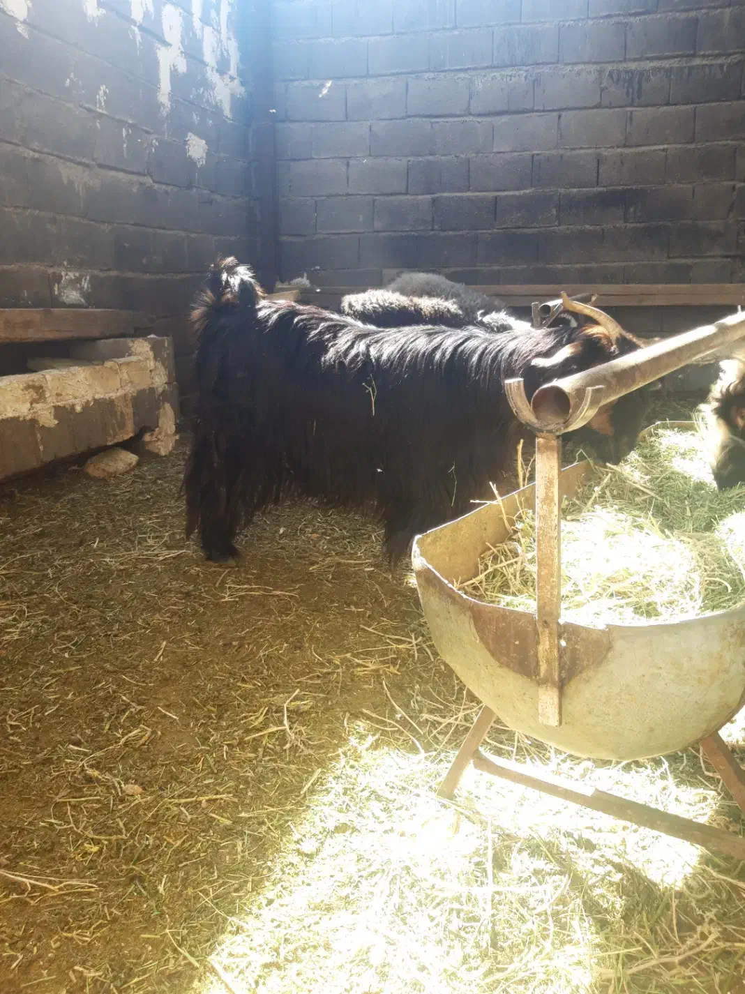 کلار ناری درجه یک|حیوانات مزرعه|شهرکرد, |دیوار