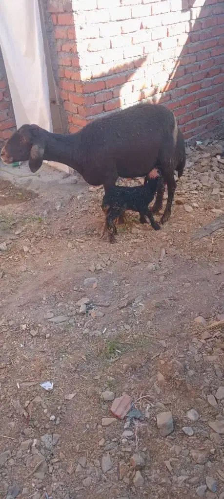 گوسفد و برە و یک عدد کاور میچکە|حیوانات مزرعه|مریوان, |دیوار