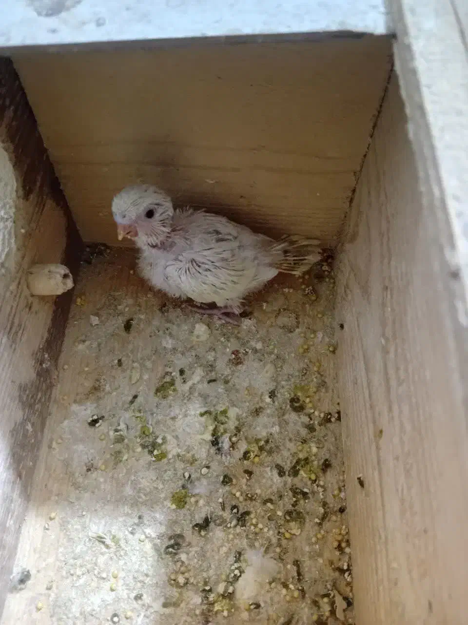 دو جفت مرغ عشق با یه جوجه قیمت ۱/۳۰۰|پرنده|دماوند, گیلاوند|دیوار