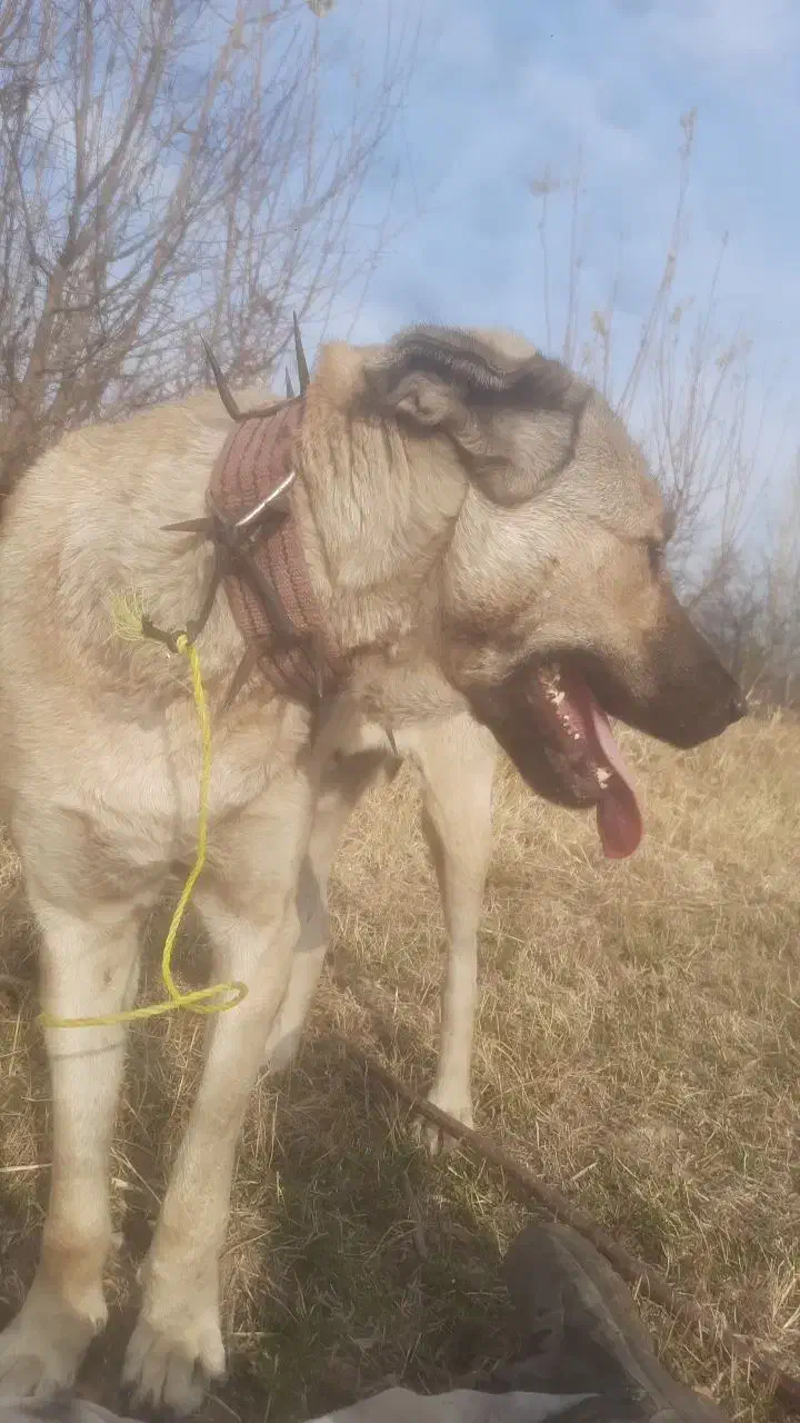 واگزاری|سگ|سلماس, |دیوار