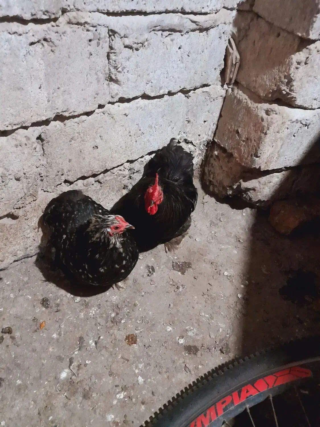 مرغ وخروس سبرایت وکوشین|حیوانات مزرعه|آستانه اشرفیه, |دیوار