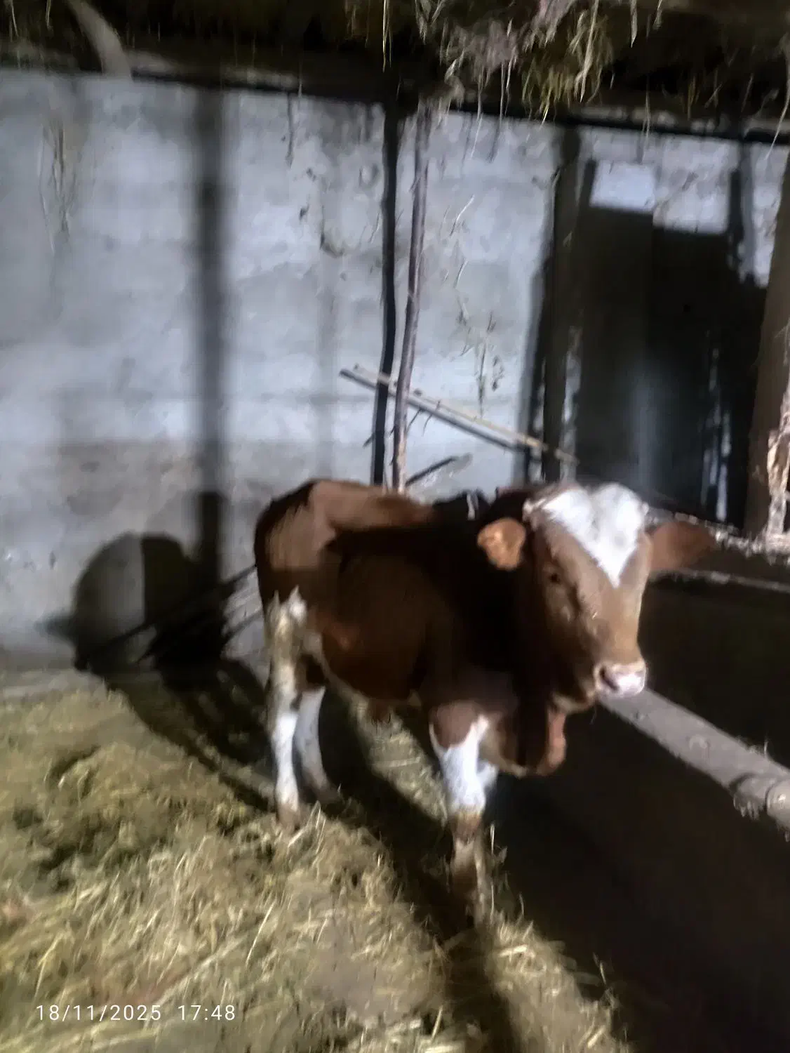 ورزا کوله خوشگل خوش روخ|حیوانات مزرعه|ماکلوان, |دیوار