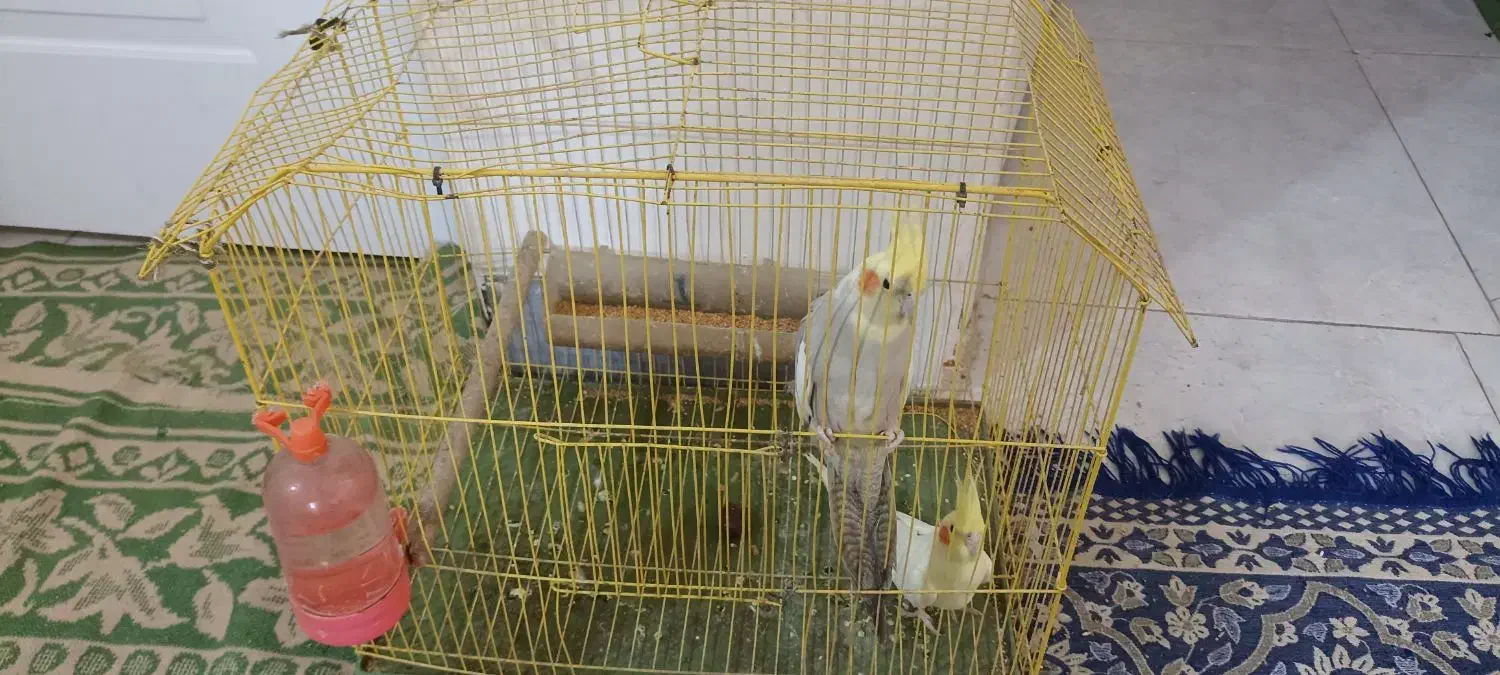 عروس هلندی|پرنده|شیراز, نصرآباد|دیوار