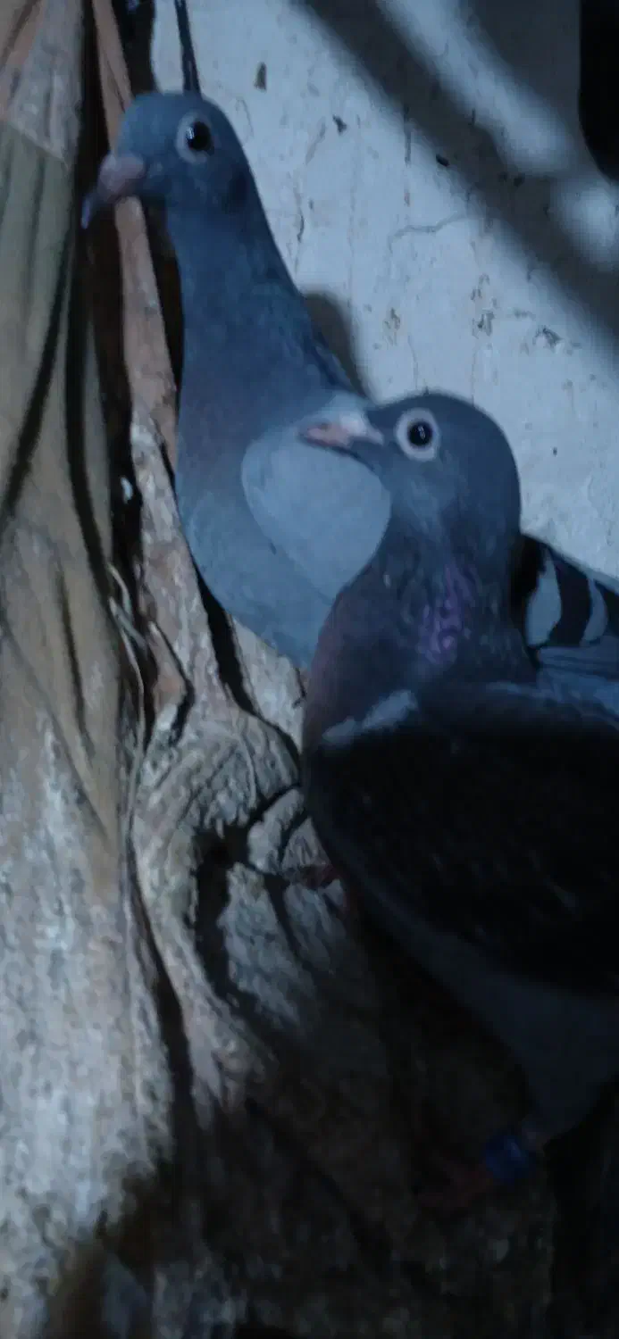 کبوتر گمشده|پرنده|هیر, |دیوار