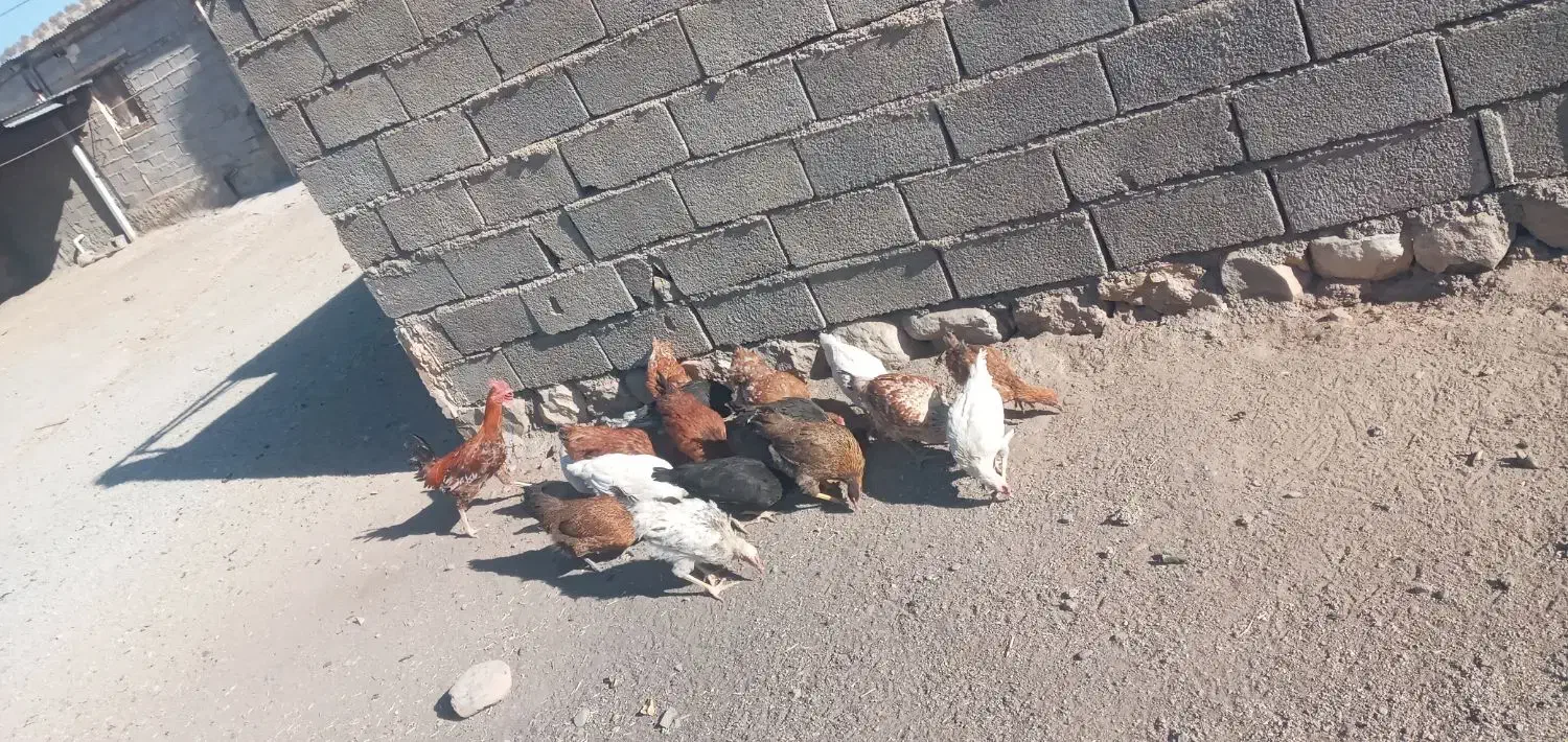 چند عدد مرغ و خروس|حیوانات مزرعه|ویسیان, |دیوار