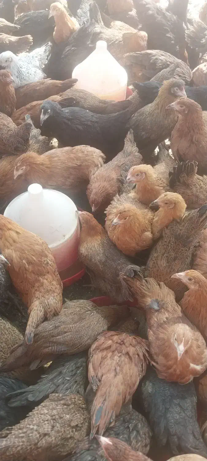 مرغ گلپایگانی تخمگذار ۴ ماهه اصیل|حیوانات مزرعه|خمینی‌شهر, |دیوار