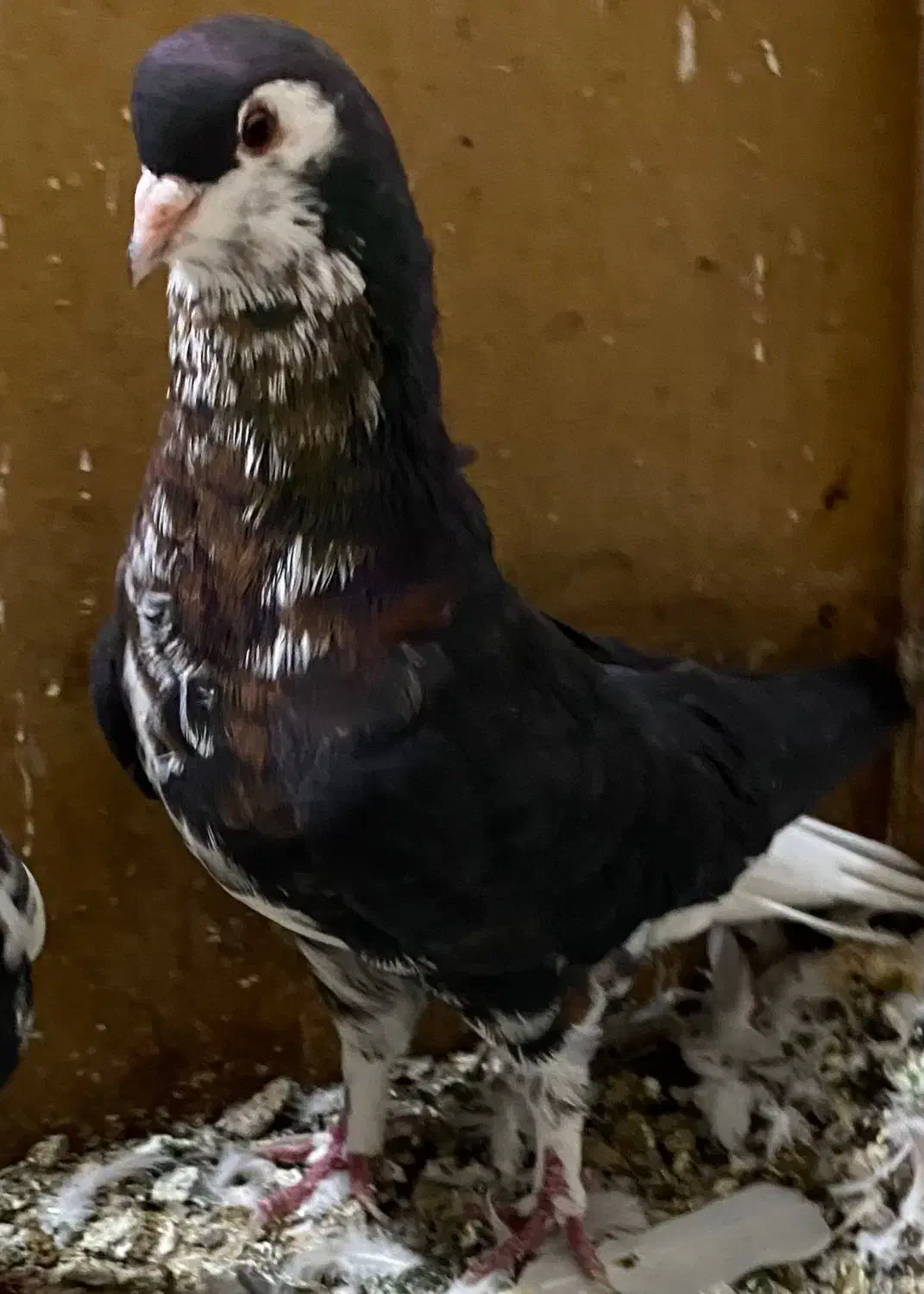 کبوتر خال افشان رنگی|پرنده|گرگان, |دیوار