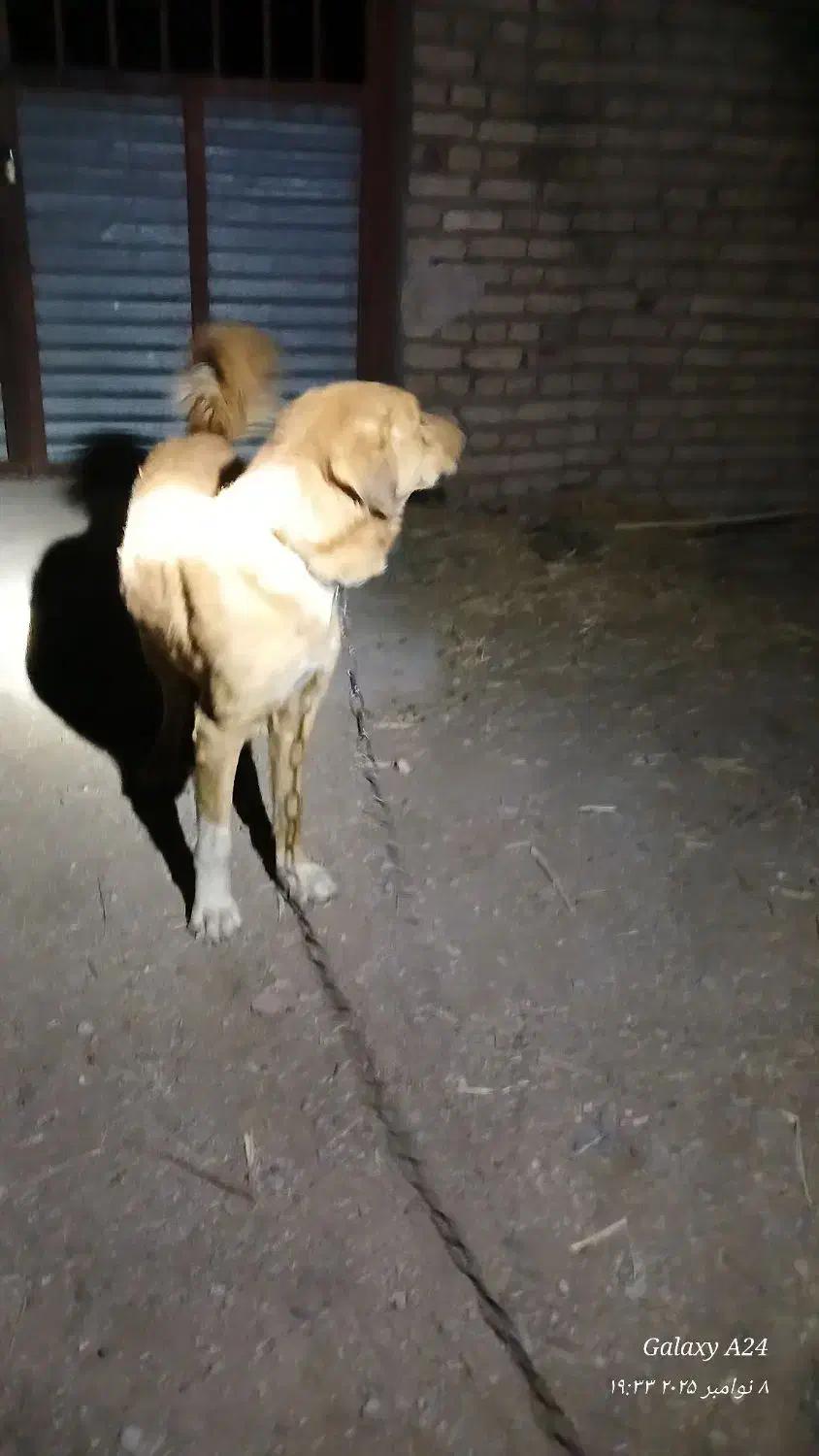 سگ فروشی|سگ|خوسف, |دیوار