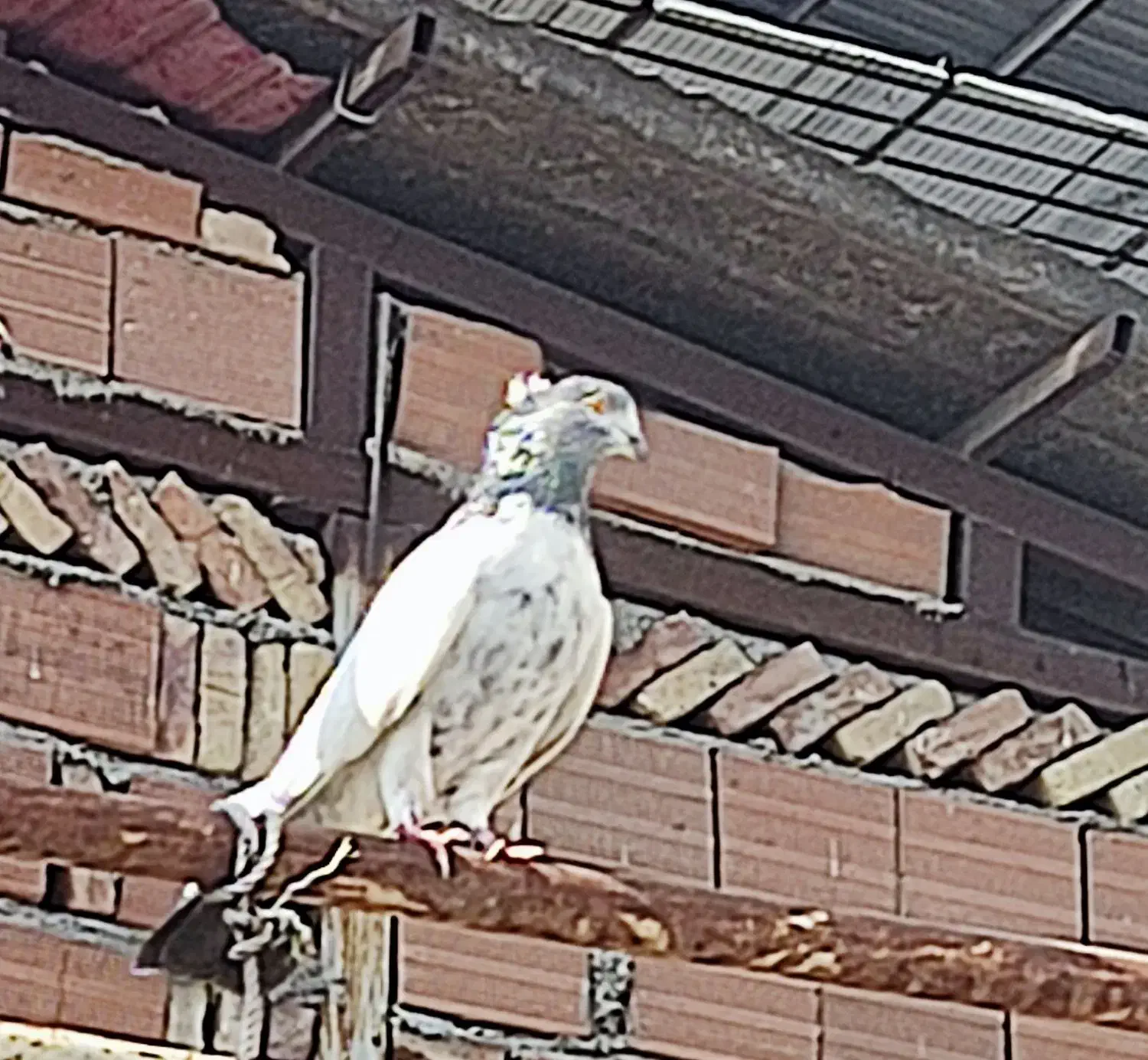 فروش یک عدد کبوتر ماده کله دم سبز|پرنده|سورک, |دیوار