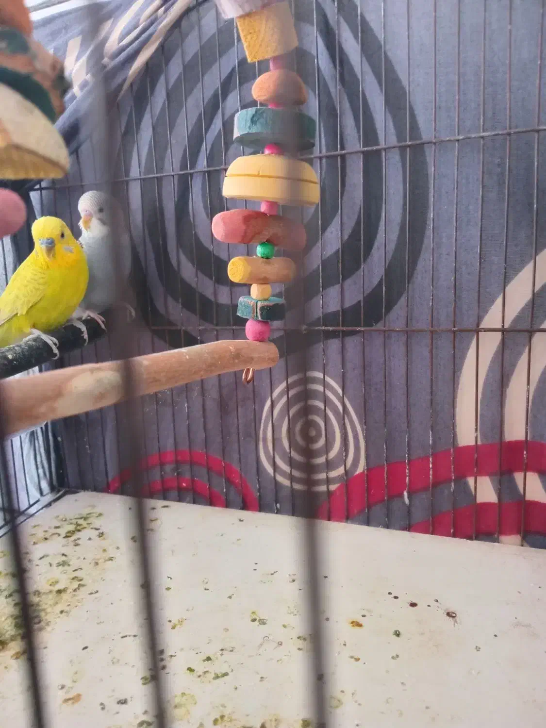 پرند|پرنده|فسارود, |دیوار