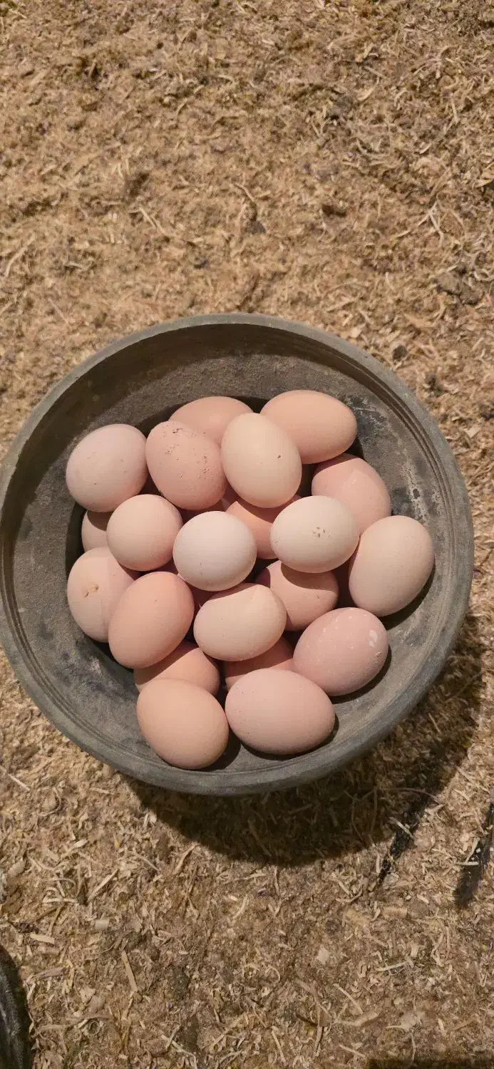 تخم مرغ محلی|خوردنی و آشامیدنی|پاکدشت, پاکدشت (مامازند)|دیوار