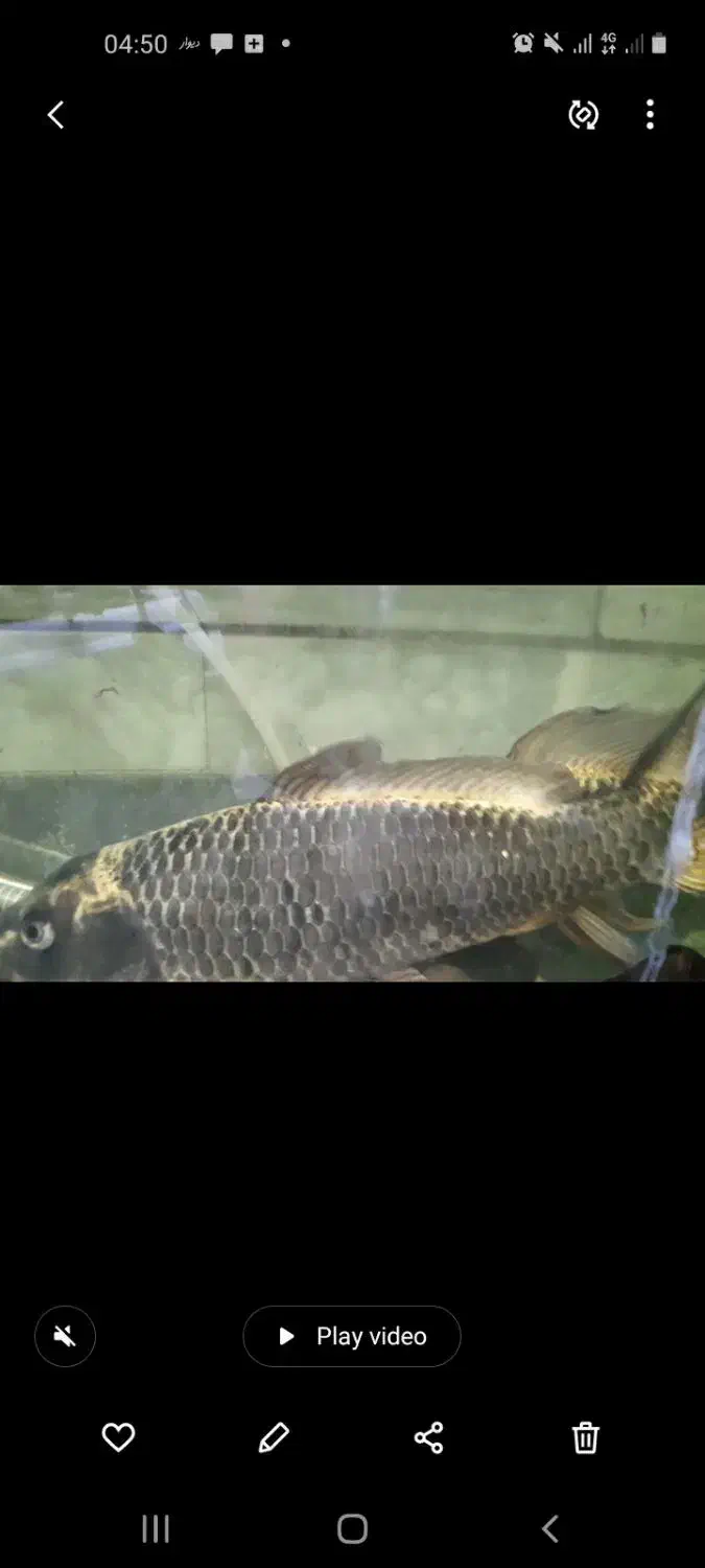 ماهی کوی ،کت فیش|ماهی|سامان, |دیوار